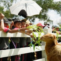 Kegiatan Field Trip Joyful K1 & Fortunate K2 ke Asia Farm